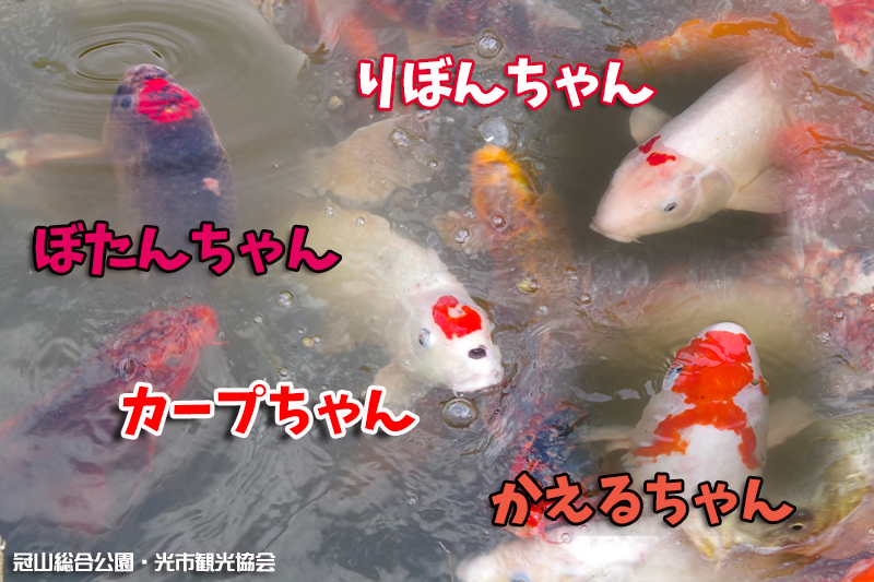 冠山総合公園 修景池 カープちゃん 光市観光協会公式ウェブサイト ツアーガイドひかり