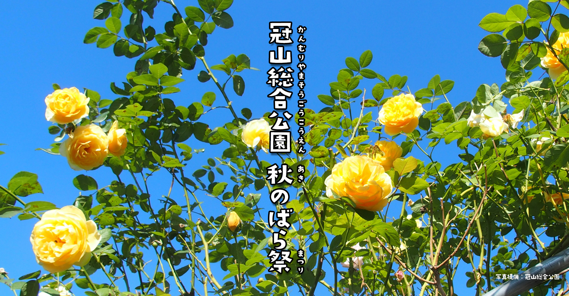 秋のばら祭り