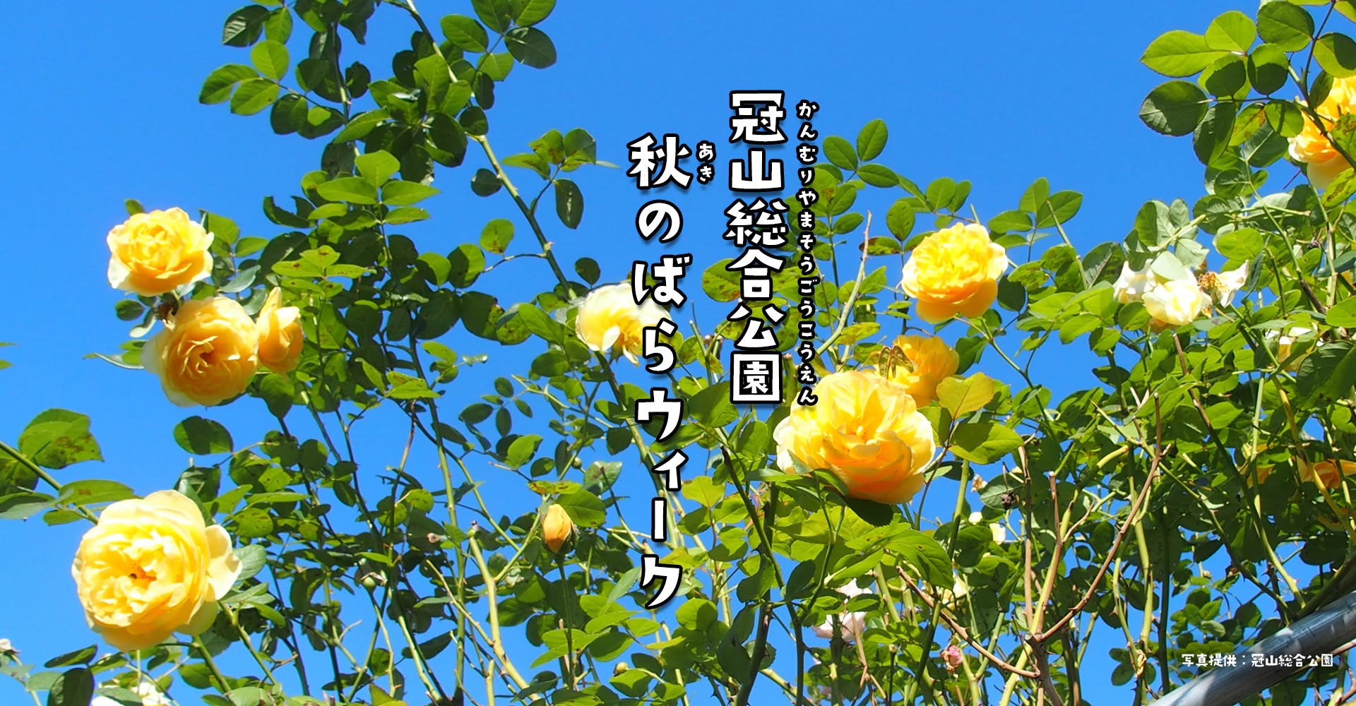 秋のばらウィーク